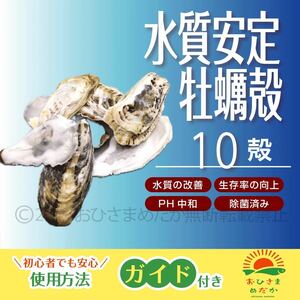 送料無料【牡蠣殻(カキ殻) 10殻】メダカろ材 牡蠣殻チップ かきがら ろ材 めだか カキガラ バクテリア金魚PSB クロレラ PH中和