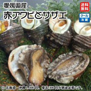 赤アワビ（1~2個で150~200g）と サザエ（8~12個で900~1000g） 愛媛 天然 海士 浜から直送 送料無料 北海道/沖縄/東北は別途送料