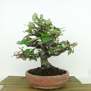 盆栽 寒茱萸 樹高 約19cm かんぐみ Elaeagnus カングミ グミ科 常緑樹 観賞用 小品 現品