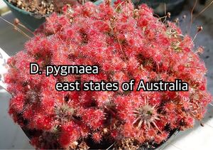 ■食虫植物/モウセンゴケ/ピグミードロセラ D.pygmaea east states of Australia のムカゴ