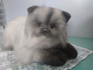  ● 四季 オリジナル ぬいぐるみ リアル ペルシャ 猫 ネコ 全長約78cm 毛並 サラふわ 日本製 希少 貴重 レトロ ヴィンテージ 美品 ④