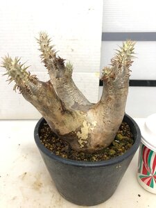 5193 「塊根植物」パキポディウム エニグマティクム 植え【発根・Pachypodium enigmaticum・多肉植物】