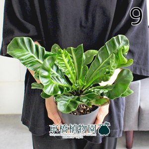 【現品】アスプレニウム・コブラシダ 4号 黒鉢（9）Asplenium nidus 