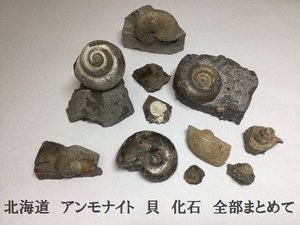 北海道　アンモナイト　貝　化石　全部まとめて　大小さまざま　希少　保管品　鑑賞　収集　石　コレクション　マニア　自然（3323）