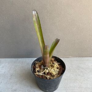 ビルベルギア ハイブリッドBillbergia hybrid C59