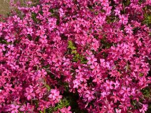 ★★　自家栽培　芝桜　鮮やかなピンク　抜き苗　★★