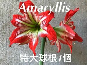 アマリリス　特大球根1個　約300g以上　赤と白の花