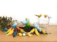 インコ 大量セット