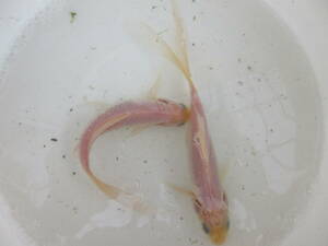 鉄魚・白、約１２ｃｍ、２匹（雄と雌）、選別品、今期産卵予定★★