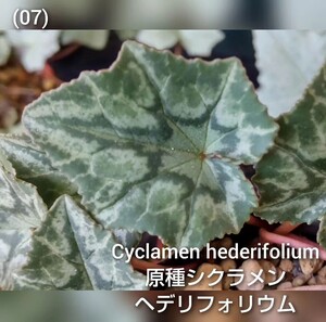 ◆種子15粒◆ 原種シクラメン ヘデリフォリウム【cyclamen hederifolium】/検索用→シルバーライサンダー由来(07)