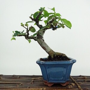 盆栽 花梨 樹高 約15cm かりん Pseudocydonia sinensis カリン バラ科 落葉樹 観賞用 小品 現品