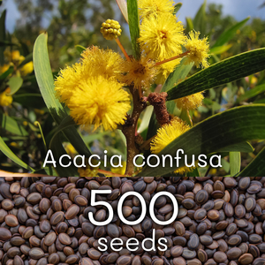 種子500粒+ Acacia confusa コンフサ 相思樹 台湾アカシア Formosa ソウシジュ アカシア アクミナータ アキュミナータ acuminata