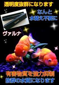 水槽の水質改善に抜群【ヴァルナミニ15センチ】有害物質を強力抑制！病原菌や感染症を防ぎ透明度が抜群に☆水槽に入れるだけ☆水替え不要に