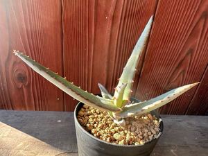 14. アロエ　ディバリカータ　Aloe divaricata 実生