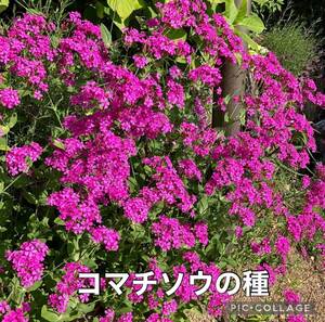 コマチソウ　花の種