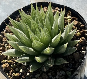 ハオルチア　Haworthia cooperi var.gordoniana JDV93/3 E Hankey