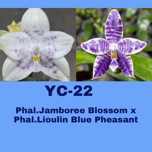 (^。 ^)(433) Phal. (Jamboree Blossom x Liou Blue Pheasant) 洋蘭