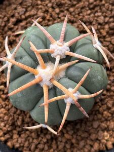 白刺翠平丸　 実生 エキノカクタス　 Echinocactus