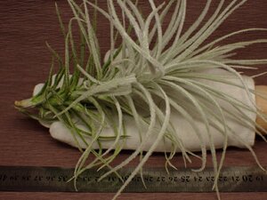 Tillandsia tectorum Caulescent form チランジア・テクトラム カウレッセントフォーム 463★エアプランツDF