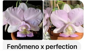 C. nobilior v. amaliae ‘Fenomeno’ x ‘Perfection’ 5