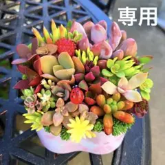 そのまま飾れる多肉植物寄せ植え　花形鉢　管理書付