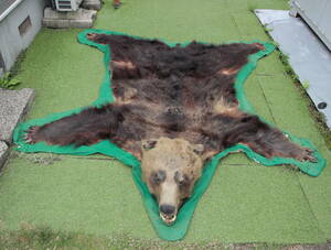 熊 ヒグマ 剥製 毛皮 敷物 ラグマット 頭付き 爪欠損有り 現状品 ジャンク品 約186cm×193cm