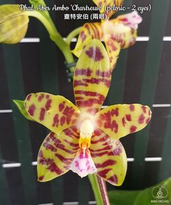 (^。 ^)(438) 洋蘭 Phal. Aber Ambo ‘Chartreuse’