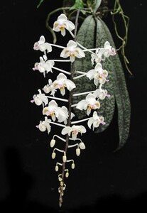 【北軽ガーデン】＊熱帯植物＊Phal.celebensis＊原種胡蝶蘭＊斑入り葉種＊ファレノプシス　セレベンシス＊下垂性種＊スラウェシ島原産＊