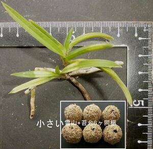 富貴蘭「(小さい)雪山+植替お試 苔台6ヶset」同梱★白虎斑が全葉に掛る優良選別品の 2本子付種木★本年度末でオークション廃業☆第四種無料