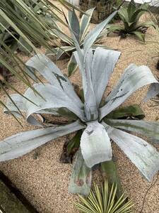 Agave franzosinii アガベ　フランゾシニー　特大株　引き取りのみ　伊勢市