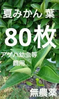 【サマーSALE】夏みかんの葉 80枚 葉 アゲハ 虫 餌 みかん 葉