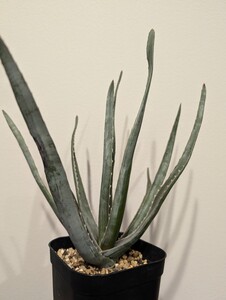 Aloe versicolor アロエ　ベルシカラー