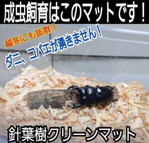 クワガタ、カブトの成虫管理はこれが一番です！爽やかな香りの針葉樹マット☆ケース内が明るくなり生体が目立ちます！ダニ、コバエ湧かない