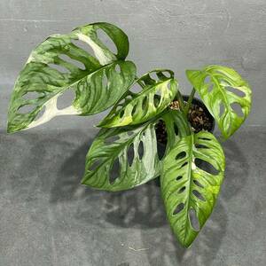 マドカズラ 斑入り アダンソニー Monstera Adansonii variegata 39