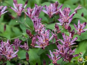 ホトトギス 花終わり苗 来期用 3号ポット苗