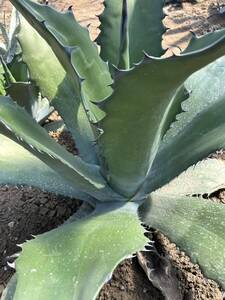 Agave salmiana v ferox Dwarf アガベ　サルミアナ　フェロックス　ドワーフ　コンパクタ　特大株　