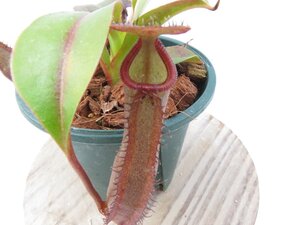 N.ramispina × robcantlyei BE-3939 two selected clones 2.5号【現品限り】ネペンテス 食虫植物_17039