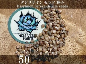 ダシリリオン セレケ 種子 50粒+α Dasylirion Sereke 50 seeds+α 種