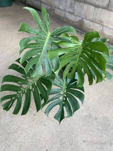 モンステラ デリシオーサ マクロコズム Monstera deliciosa macrocosm