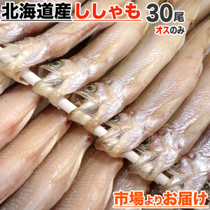 北海道産 本ししゃも オス30尾 本物ししゃも ししゃも シシャモ Shishamo 柳葉魚 肴 道産ししゃも 干物 敬老 敬老の日 敬老ギフト