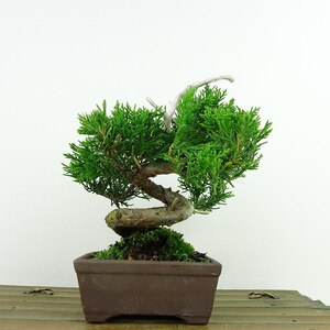 盆栽 真柏 樹高 約12cm しんぱく Juniperus chinensis シンパク “ジン” ヒノキ科 常緑樹 観賞用 小品 現品