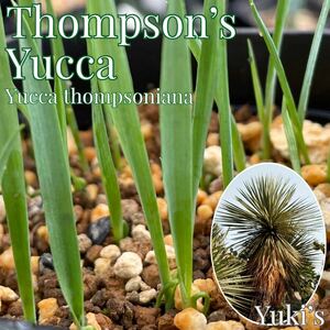 ユッカ・トンプソニアナ 抜き苗(小)×3本[耐寒性ユッカ]Yucca Thompsoniana naked seedlings