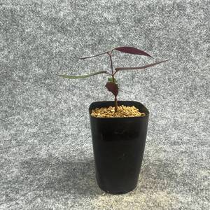 【鉢ごと発送】ペトペンチア ナタレンシス / Petopentia natalensis /【実生】/ 2号鉢 / 【現品】24-7-23-21