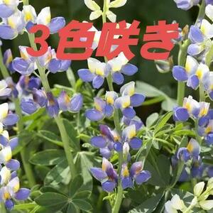 【花の種】１０粒　ルピナス　ブルージャベリン　青＆黄＆白の三色咲き　珍しい品種
