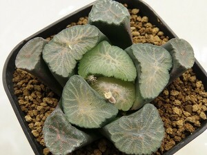 ■[W123]ドラゴン系錦実生　実生　未繁殖　ヤマト運輸 【多肉植物　Haworthia　ハオルチア　ハオルシア】