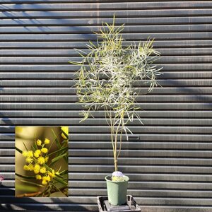 ● アカシア ポートリンカーンワトル ● イテアフィラ ● Acacia iteaphylla ● 5号 ● 105cm ● 記念樹 ●