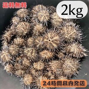 【送料無料】冷凍バフンウニ　2kg 石鯛　黒鯛　釣り餌