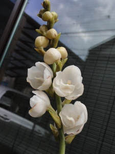 洋蘭原種 Peristeria. elata. ハト蘭、パナマの国花。 