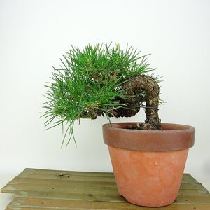 盆栽 松 黒松 樹高 約14cm くろまつ Pinus thunbergii クロマツ マツ科 常緑針葉樹 観賞用 小品 現品