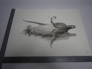 「とうもろこし」水墨画【坂垣内 将泰】作者直筆原画「真作」P10号ハーネミューレ紙(経年保管品)【送料無料】00700064